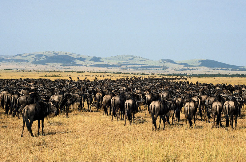 7. Vườn quốc gia Serengeti. Vườn nằm ở phía bắc Tanzania giáp với Kenya và hồ Victoria. Nơi đây nổi tiếng vì có nhiều loài thú như sư tử, cá sấu, có cả ngựa vằn, nhưng đông nhất là linh dương đầu bò. Vườn quốc gia này được UNESCO nhận là di sản thế giới vào năm 1981.