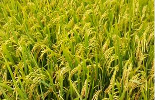 Lúa nếp Phú Tân - đặc sản đang cần được tuyên truyền rộng rãi. Ảnh: Sở Khoa học và Công nghệ An Giang