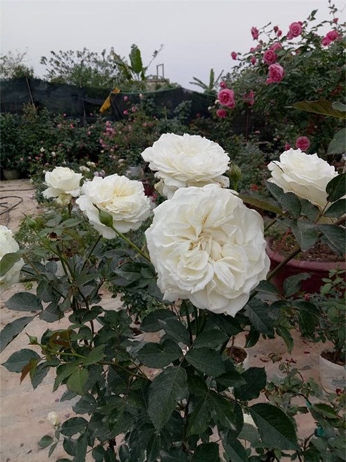 Ghé thăm vườn hồng không mất phí và đẹp hơn lễ hội hoa hồng ảnh 11