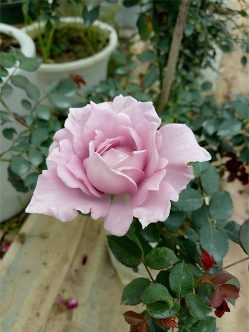Ghé thăm vườn hồng không mất phí và đẹp hơn lễ hội hoa hồng ảnh 12