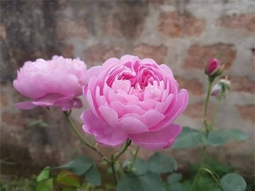 Ghé thăm vườn hồng không mất phí và đẹp hơn lễ hội hoa hồng ảnh 13