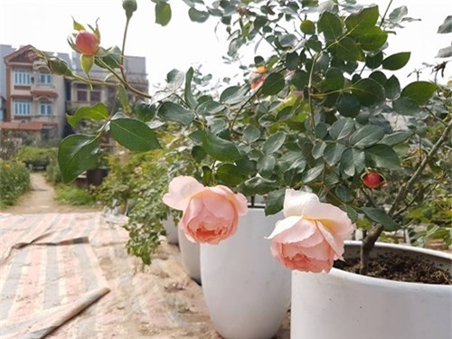 Ghé thăm vườn hồng không mất phí và đẹp hơn lễ hội hoa hồng ảnh 14