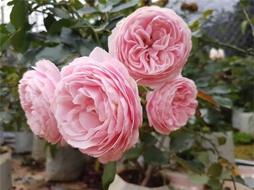 Ghé thăm vườn hồng không mất phí và đẹp hơn lễ hội hoa hồng ảnh 15