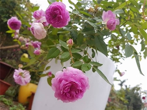Ghé thăm vườn hồng không mất phí và đẹp hơn lễ hội hoa hồng ảnh 16