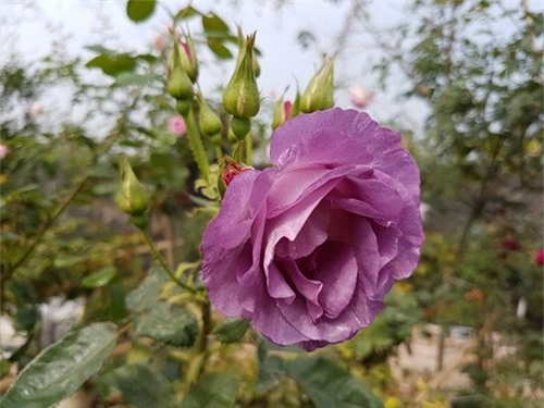 Ghé thăm vườn hồng không mất phí và đẹp hơn lễ hội hoa hồng ảnh 17