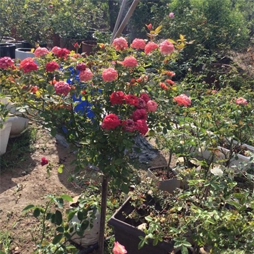 Ghé thăm vườn hồng không mất phí và đẹp hơn lễ hội hoa hồng ảnh 18