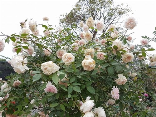 Ghé thăm vườn hồng không mất phí và đẹp hơn lễ hội hoa hồng ảnh 19