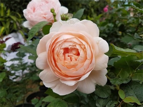 Ghé thăm vườn hồng không mất phí và đẹp hơn lễ hội hoa hồng ảnh 2