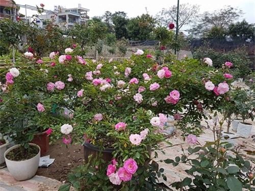 Ghé thăm vườn hồng không mất phí và đẹp hơn lễ hội hoa hồng ảnh 20