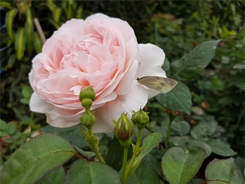 Ghé thăm vườn hồng không mất phí và đẹp hơn lễ hội hoa hồng ảnh 5