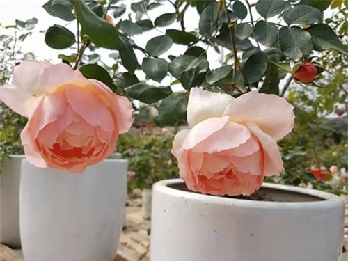 Ghé thăm vườn hồng không mất phí và đẹp hơn lễ hội hoa hồng ảnh 6