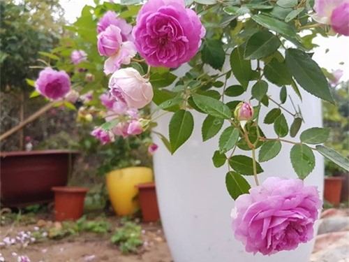 Ghé thăm vườn hồng không mất phí và đẹp hơn lễ hội hoa hồng ảnh 7