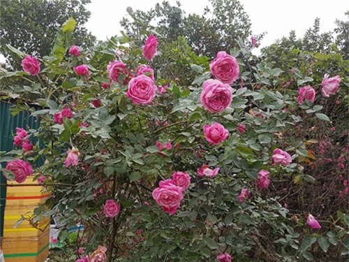 Ghé thăm vườn hồng không mất phí và đẹp hơn lễ hội hoa hồng ảnh 8