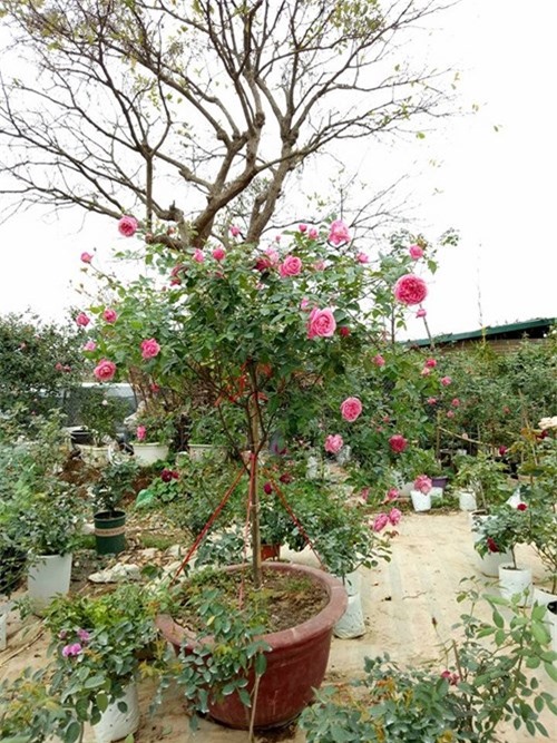 Ghé thăm vườn hồng không mất phí và đẹp hơn lễ hội hoa hồng ảnh 9