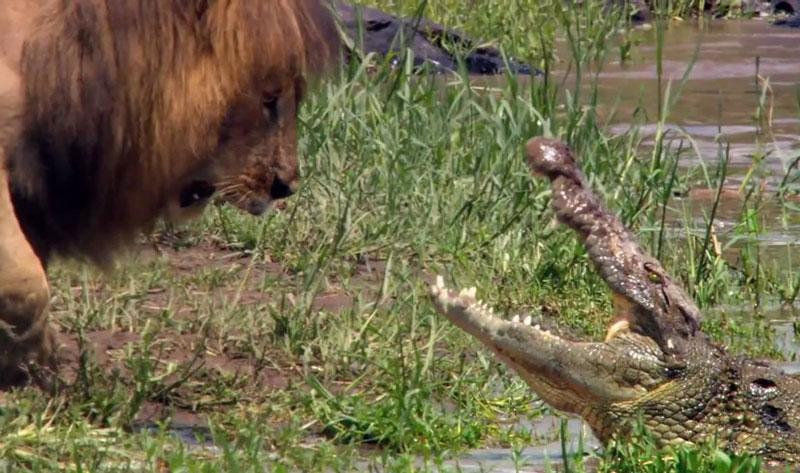 Sư tử đực dọa cá sấu.