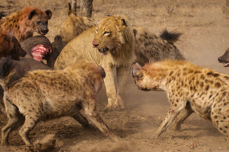 Bầy linh cẩu đe dọa sư tử.