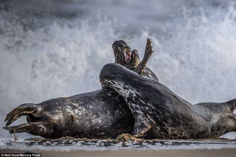 Hai con hải cẩu đực này dùng hàm răng sắc nhọn để cắn xé đối phương.