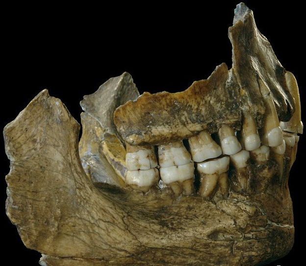 Bộ xương hàm và răng của người Neanderthals được tìm thấy ở hang El Sidron, Tây Ban Nha.