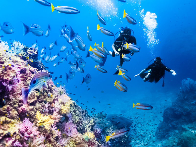 Phi Phi là một trong những điểm lặn đẹp nhất Thái Lan.