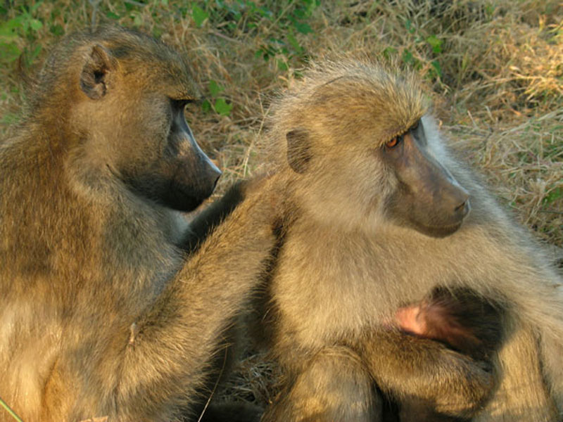 Trên hoang mạc khô cằn, khỉ đầu chó biết rất nhiều chỗ lấy nước trong mùa khô.