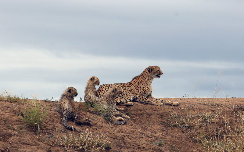 Chùm ảnh được nhiếp ảnh gia Daryl Dell chụp được ở khu bảo tồn thiên nhiên Phinda, Cộng hòa Nam Phi. 
