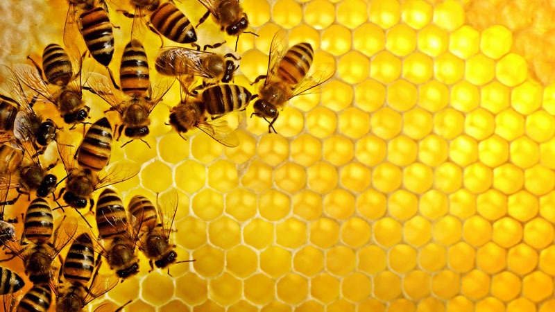 Mật ong là một loại thực phẩm giải rượu hiệu quả.