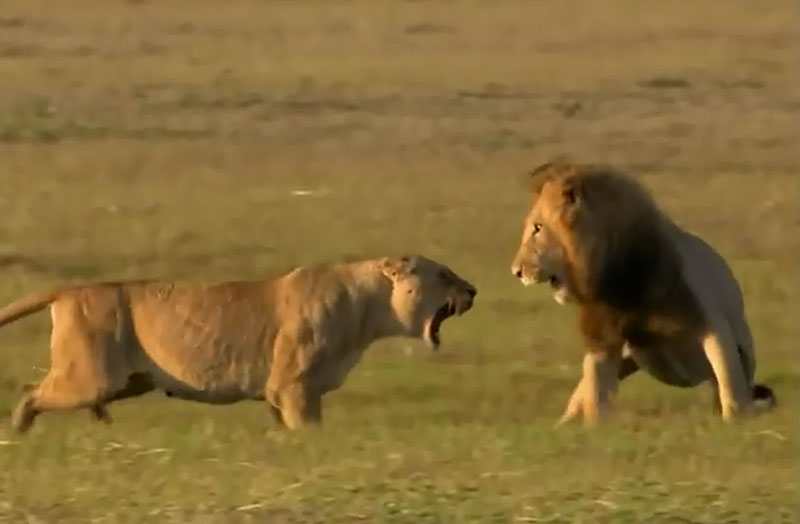 Sư tử cái chiến đấu với sư tử đực.