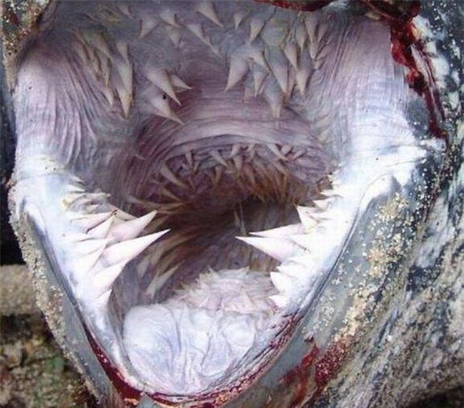 Các gai nhọn mọc trong miệng rùa da.
