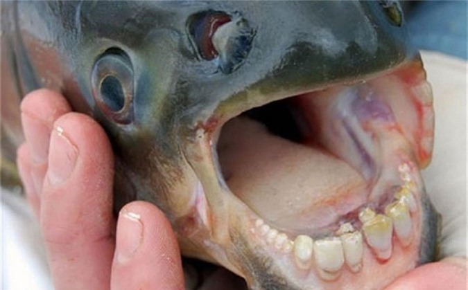 Hàm răng của cá Pacu trông như hàm răng của con người