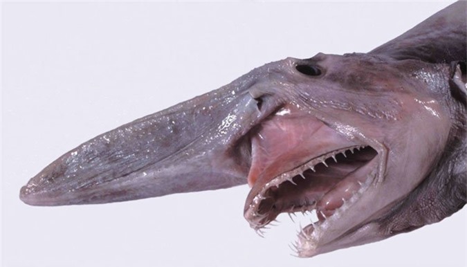 Cá mập yêu tinh trông có vẻ ngoài rất đáng sợ.