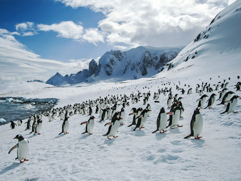 1. Châu Nam Cực. Khoảng 98% châu Nam Cực bị bao phủ bởi một lớp băng có bề dày trung bình 1,9 km. Nơi đây từng ghi nhận mức nhiệt độ -89 độ C.