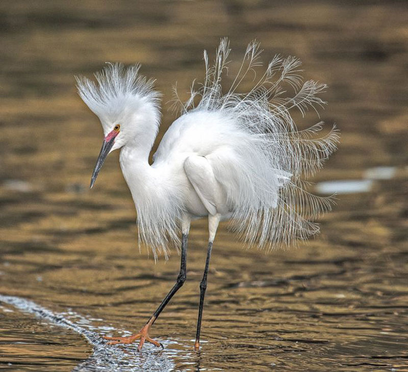 When foraging, snow storks often use their paws to probe for prey in the mud.