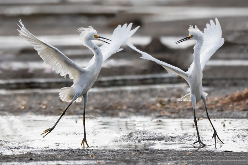 Snow storks often live in groups.