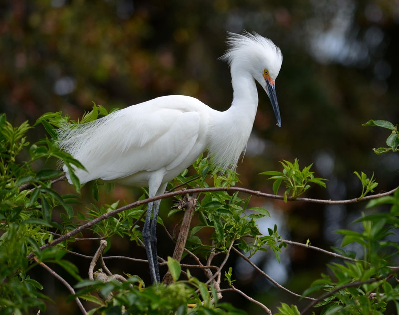 In the breeding season, they are nests made of branches, sedges...