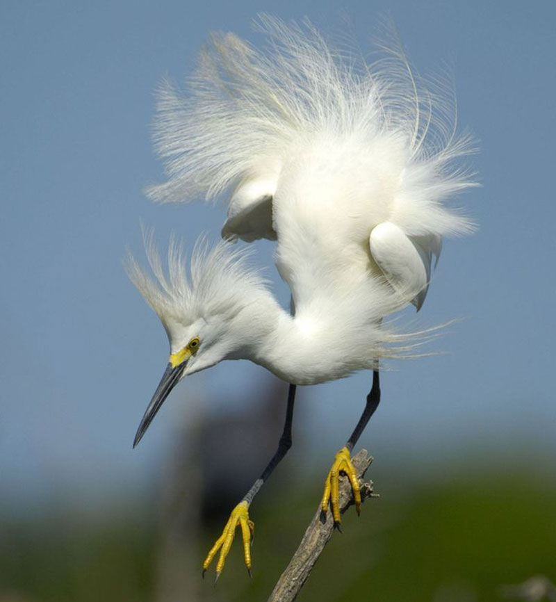 Both the female and the male are involved in the care of the young.