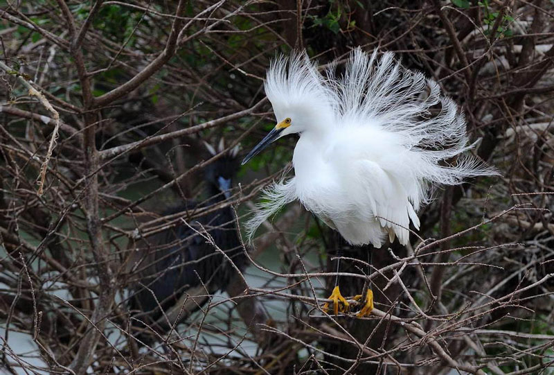 Adult snow storks are usually about 61cm long, weighing 375g.