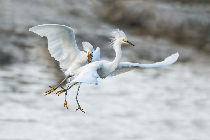 They have white plumage and beautiful long feathers.