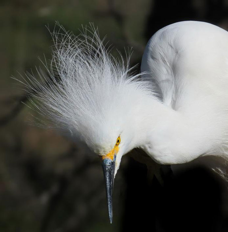 The feathers on the head are very impressive of the snow stork.