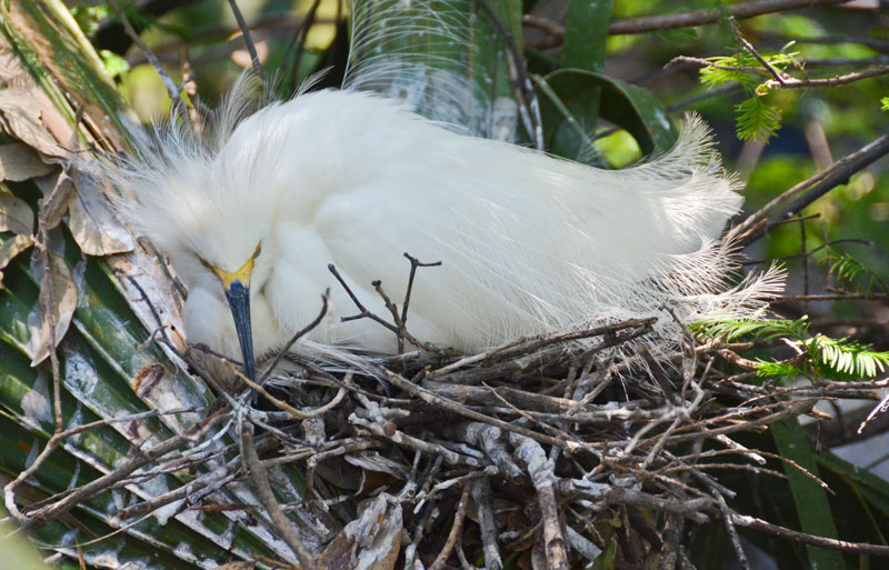 Snow storks often live in mangrove forests, shallow bays, saltwater lagoons...
