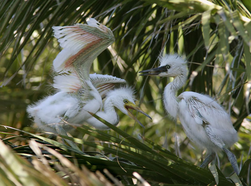 Baby snow stork.