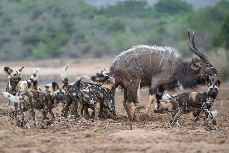 Đàn chó hoang châu Phi cắn xé linh dương vằn Kudu.