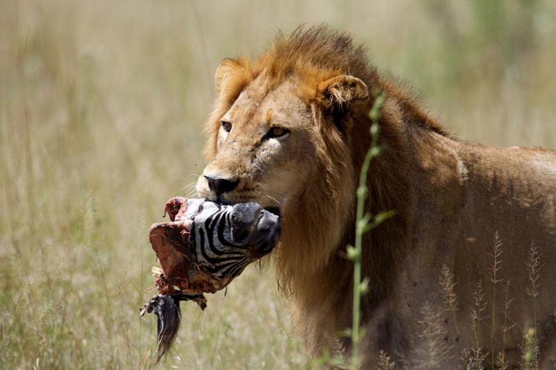 Sư tử đực giết ngựa vằn con.