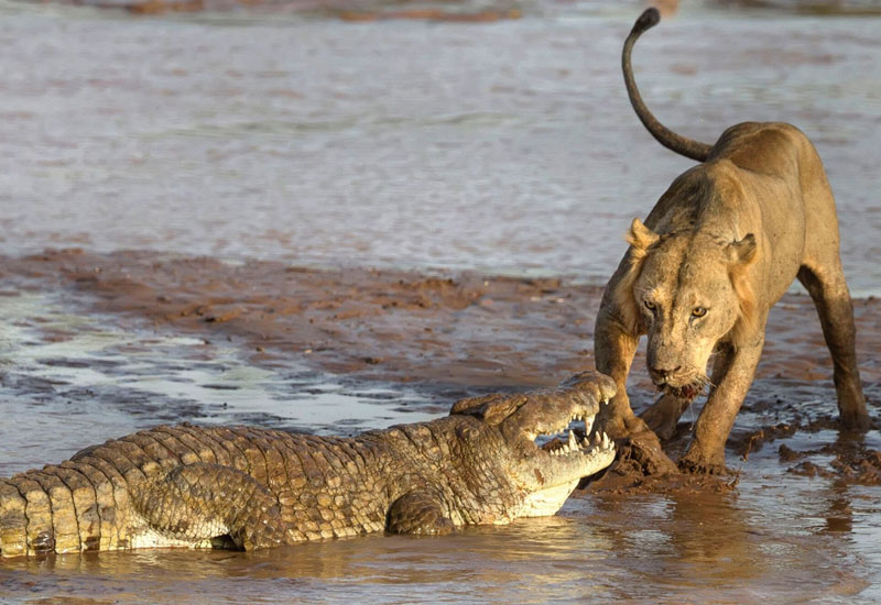 Sư tử vây giết cá sấu.