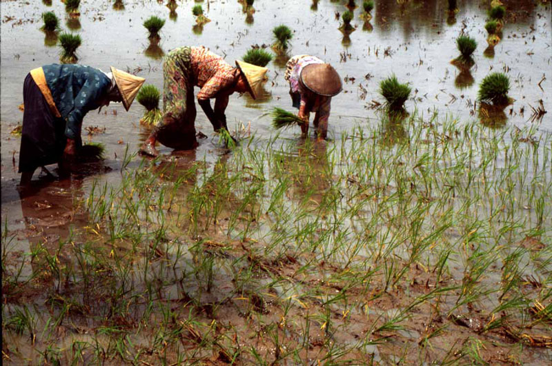 4. Bangladesh - sản lượng: 34.500 triệu tấn/năm.