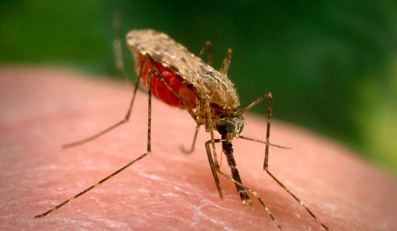 Muỗi Anopheles, vật trung gian truyền bệnh sốt rét.