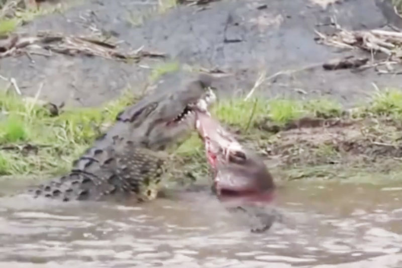 Cá sấu ăn thịt heo rừng.