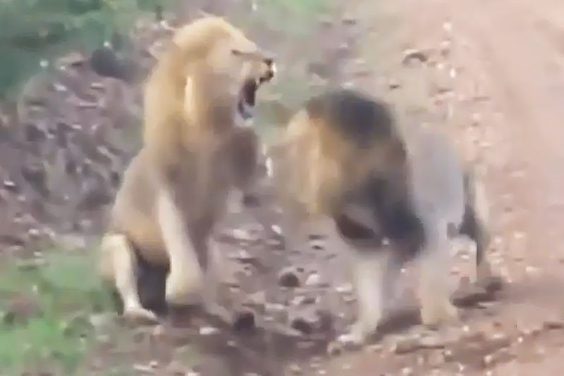 2 con sư tử đực quyết chiến với nhau.
