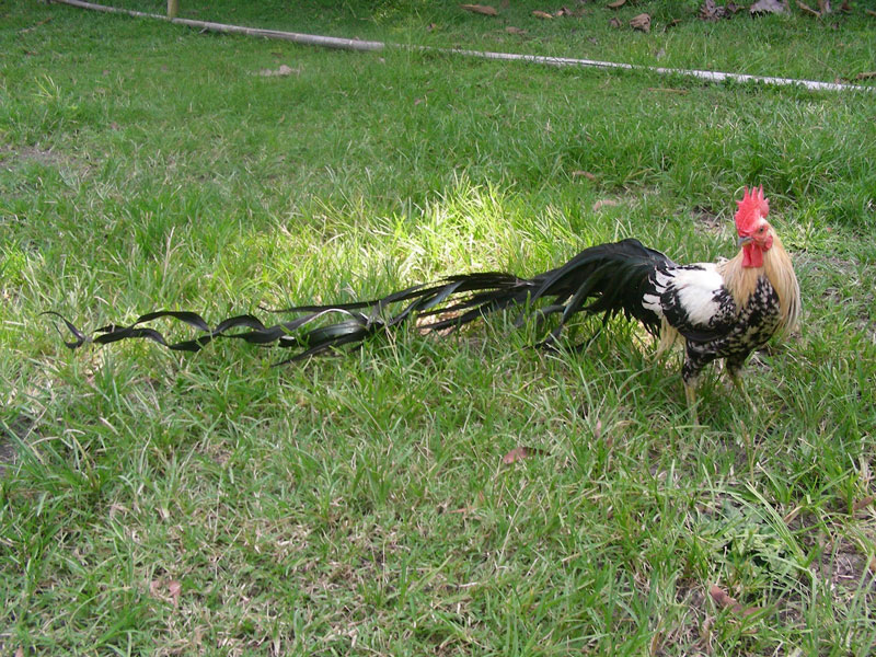 Gà Onagadori (gà đuôi dài Nhật Bản) là giống gà có nguồn gốc từ Nhật Bản, được nuôi để làm cảnh và tham gia trưng bày.