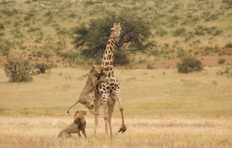 Chùm ảnh này được nhiếp ảnh gia Vincent Grafhort chụp được ở khu bảo tồn thiên nhiên trải dài giữa lãnh thổ Botswana và Nam Phi.