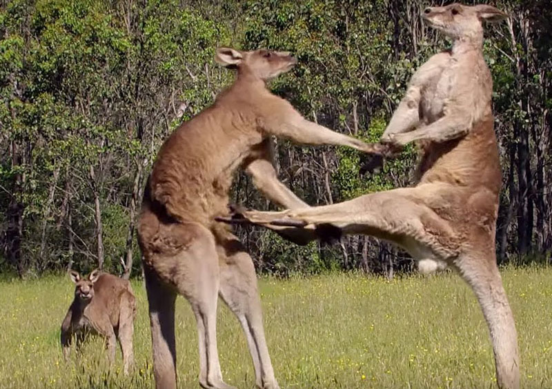 Kangaroo tấn công đối thủ.